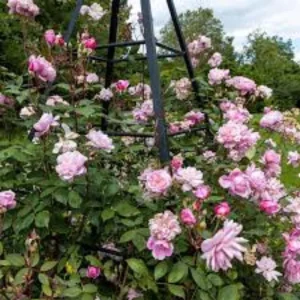 Mary Delany Rose Seeds - 30 Pack - Soft Pink Double Blooms - Fragrant English Shrub Rose - Image 11