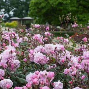 Mary Delany Rose Seeds - 30 Pack - Soft Pink Double Blooms - Fragrant English Shrub Rose - Image 12