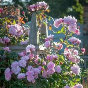 Mary Delany Rose Seeds - 30 Pack - Soft Pink Double Blooms - Fragrant English Shrub Rose - Image 5