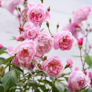 Mary Delany Rose Seeds - 30 Pack - Soft Pink Double Blooms - Fragrant English Shrub Rose - Image 6