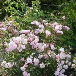 Mary Delany Rose Seeds - 30 Pack - Soft Pink Double Blooms - Fragrant English Shrub Rose - Image 7