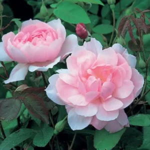 Mary Delany Rose Seeds - 30 Pack - Soft Pink Double Blooms - Fragrant English Shrub Rose - Image 8