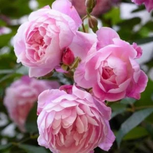 Mary Delany Rose Seeds - 30 Pack - Soft Pink Double Blooms - Fragrant English Shrub Rose - Image 9