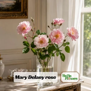 Mary Delany Rose Seeds - 30 Pack - Soft Pink Double Blooms - Fragrant English Shrub Rose - Image 1