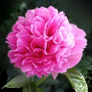 Mary Jo Legare Peony Seeds - 10 Count - Open Pollinated Flower Seeds - Image 10