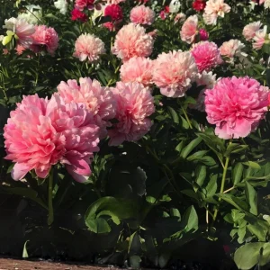 Mary Jo Legare Peony Seeds - 10 Count - Open Pollinated Flower Seeds - Image 11