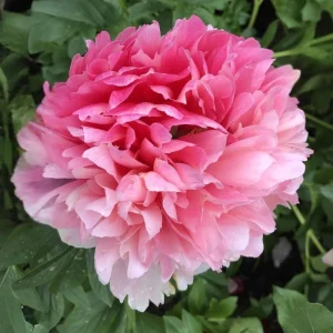 Mary Jo Legare Peony Seeds - 10 Count - Open Pollinated Flower Seeds - Image 12
