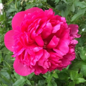 Mary Jo Legare Peony Seeds - 10 Count - Open Pollinated Flower Seeds - Image 13