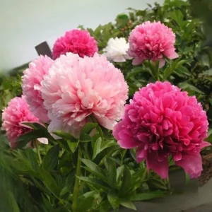 Mary Jo Legare Peony Seeds - 10 Count - Open Pollinated Flower Seeds - Image 14