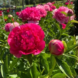 Mary Jo Legare Peony Seeds - 10 Count - Open Pollinated Flower Seeds - Image 15
