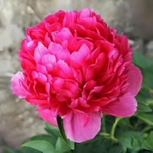 Mary Jo Legare Peony Seeds - 10 Count - Open Pollinated Flower Seeds - Image 16