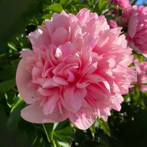 Mary Jo Legare Peony Seeds - 10 Count - Open Pollinated Flower Seeds - Image 17