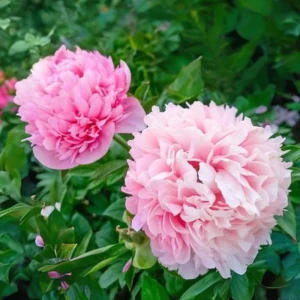 Mary Jo Legare Peony Seeds - 10 Count - Open Pollinated Flower Seeds - Image 18