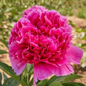 Mary Jo Legare Peony Seeds - 10 Count - Open Pollinated Flower Seeds - Image 19