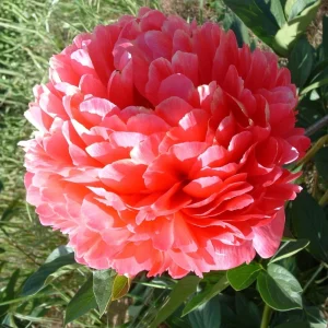Mary Jo Legare Peony Seeds - 10 Count - Open Pollinated Flower Seeds - Image 2