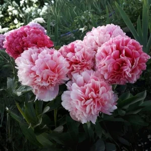 Mary Jo Legare Peony Seeds - 10 Count - Open Pollinated Flower Seeds - Image 20