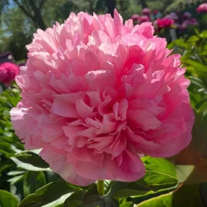 Mary Jo Legare Peony Seeds - 10 Count - Open Pollinated Flower Seeds - Image 3