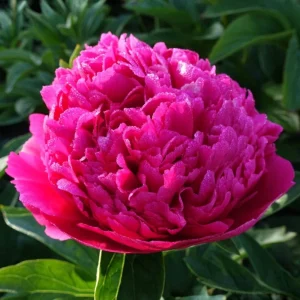 Mary Jo Legare Peony Seeds - 10 Count - Open Pollinated Flower Seeds - Image 4