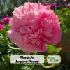 Mary Jo Legare Peony Seeds - 10 Count - Open Pollinated Flower Seeds - Image 1