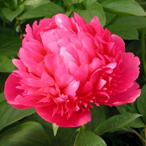 Mary Jo Legare Peony Seeds - 10 Count - Open Pollinated Flower Seeds - Image 5