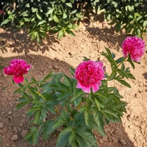 Mary Jo Legare Peony Seeds - 10 Count - Open Pollinated Flower Seeds - Image 6