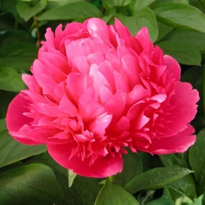 Mary Jo Legare Peony Seeds - 10 Count - Open Pollinated Flower Seeds - Image 7