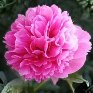 Mary Jo Legare Peony Seeds - 10 Count - Open Pollinated Flower Seeds - Image 8