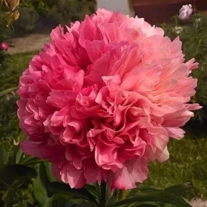 Mary Jo Legare Peony Seeds - 10 Count - Open Pollinated Flower Seeds - Image 9