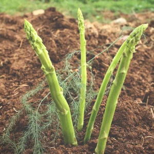 Mary Washington Asparagus Seeds – Heirloom Perennial Vegetable – 30 Seeds – Cold Hardy - Image 10