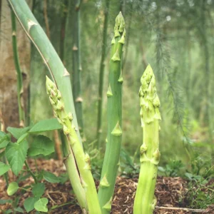 Mary Washington Asparagus Seeds – Heirloom Perennial Vegetable – 30 Seeds – Cold Hardy - Image 11