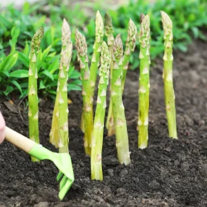Mary Washington Asparagus Seeds – Heirloom Perennial Vegetable – 30 Seeds – Cold Hardy - Image 12