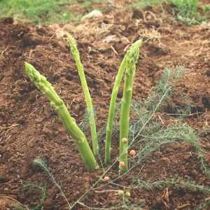 Mary Washington Asparagus Seeds – Heirloom Perennial Vegetable – 30 Seeds – Cold Hardy - Image 2