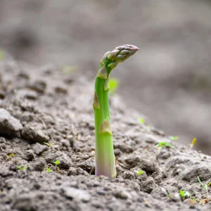 Mary Washington Asparagus Seeds – Heirloom Perennial Vegetable – 30 Seeds – Cold Hardy - Image 3