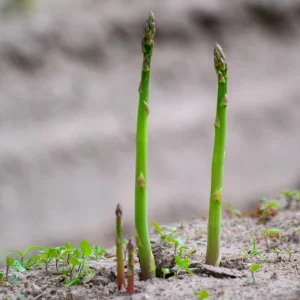 Mary Washington Asparagus Seeds – Heirloom Perennial Vegetable – 30 Seeds – Cold Hardy - Image 4