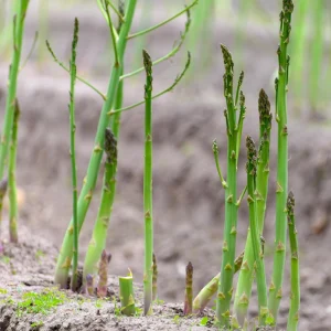 Mary Washington Asparagus Seeds – Heirloom Perennial Vegetable – 30 Seeds – Cold Hardy - Image 5