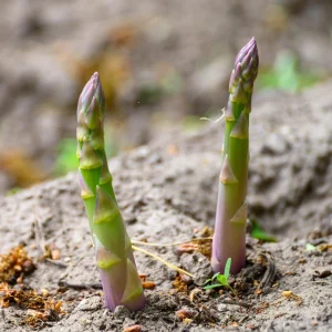 Mary Washington Asparagus Seeds – Heirloom Perennial Vegetable – 30 Seeds – Cold Hardy - Image 6
