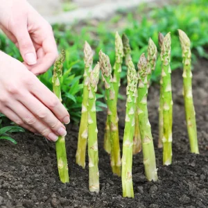 Mary Washington Asparagus Seeds – Heirloom Perennial Vegetable – 30 Seeds – Cold Hardy - Image 7