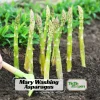 Mary Washington Asparagus Seeds – Heirloom Perennial Vegetable – 30 Seeds – Cold Hardy - Image 1