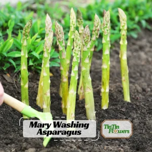 Mary Washington Asparagus Seeds – Heirloom Perennial Vegetable – 30 Seeds – Cold Hardy - Image 1