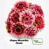 Mazurkia Zinnia Seeds - Zinnia elegans - Bright Mixed Color Blooms - 30 Seed Pack - Image 1