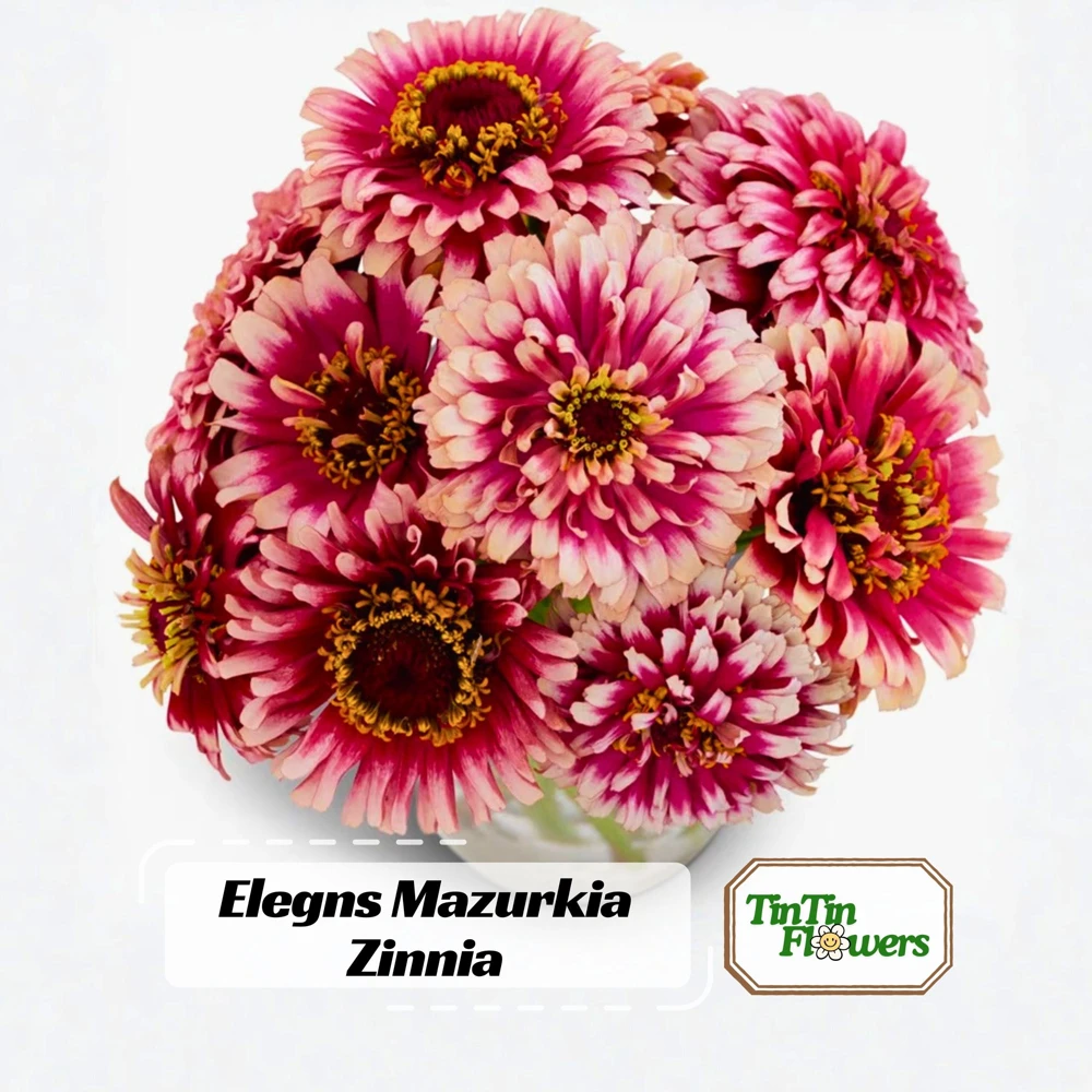 Mazurkia Zinnia Seeds - Zinnia elegans - Bright Mixed Color Blooms - 30 Seed Pack - Image 1