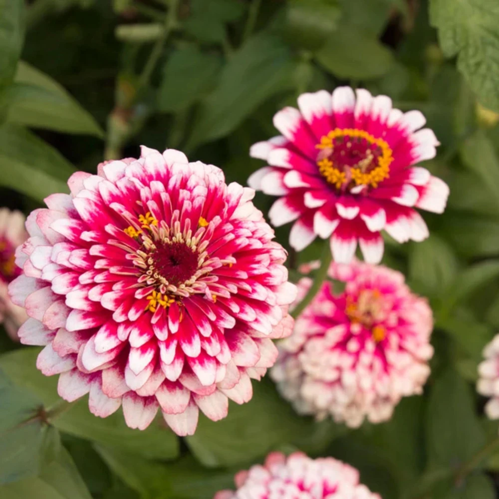 Mazurkia Zinnia Seeds - Zinnia elegans - Bright Mixed Color Blooms - 30 Seed Pack - Image 10