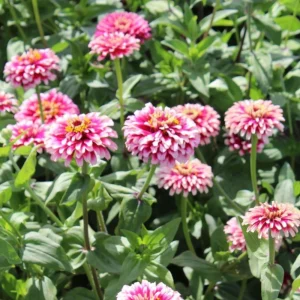 Mazurkia Zinnia Seeds - Zinnia elegans - Bright Mixed Color Blooms - 30 Seed Pack - Image 11