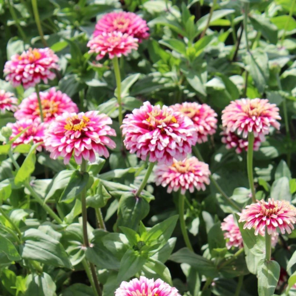 Mazurkia Zinnia Seeds - Zinnia elegans - Bright Mixed Color Blooms - 30 Seed Pack - Image 11