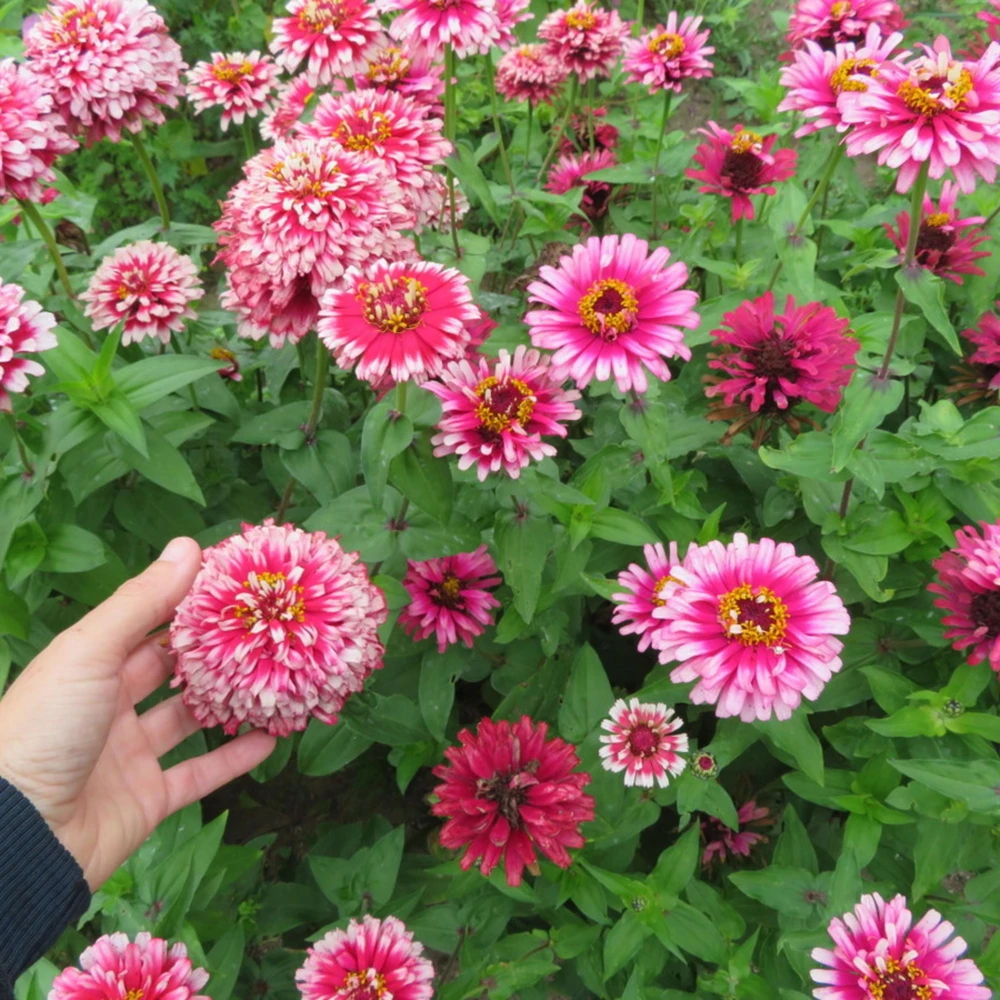 Mazurkia Zinnia Seeds - Zinnia elegans - Bright Mixed Color Blooms - 30 Seed Pack - Image 12