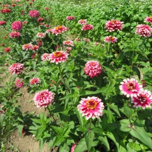 Mazurkia Zinnia Seeds - Zinnia elegans - Bright Mixed Color Blooms - 30 Seed Pack - Image 13