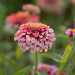 Mazurkia Zinnia Seeds - Zinnia elegans - Bright Mixed Color Blooms - 30 Seed Pack - Image 2