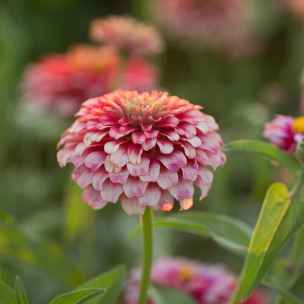 Mazurkia Zinnia Seeds - Zinnia elegans - Bright Mixed Color Blooms - 30 Seed Pack - Image 2