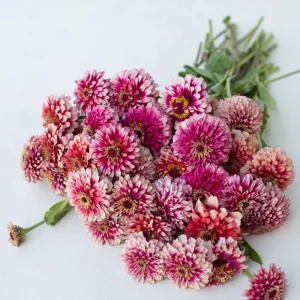 Mazurkia Zinnia Seeds - Zinnia elegans - Bright Mixed Color Blooms - 30 Seed Pack - Image 3