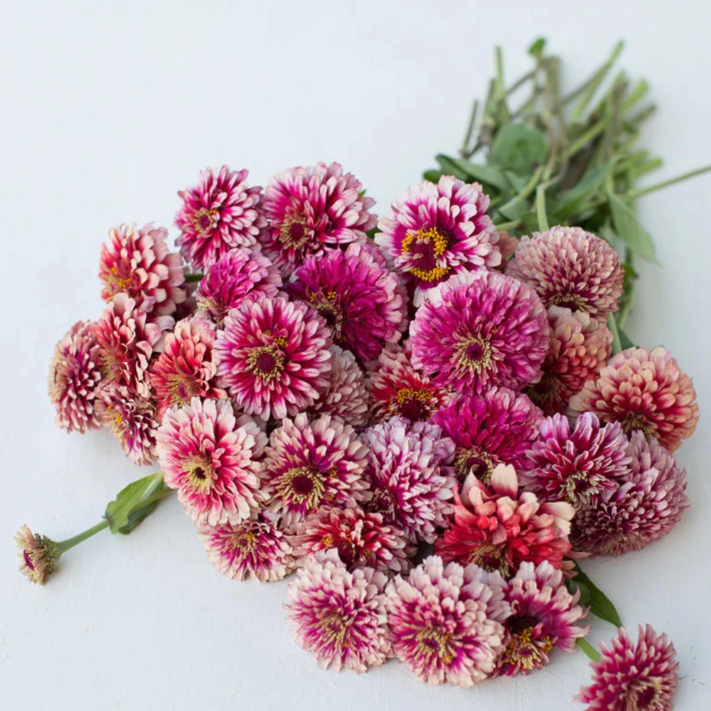 Mazurkia Zinnia Seeds - Zinnia elegans - Bright Mixed Color Blooms - 30 Seed Pack - Image 3